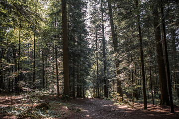 Summer forest landscape in sunny weather - trees and narrow path lit by soft sunlight.