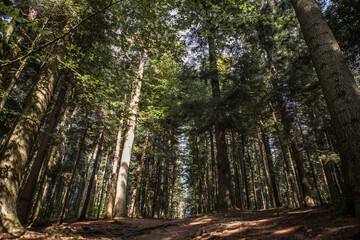 Summer forest landscape in sunny weather - trees and narrow path lit by soft sunlight.