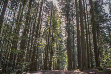 Forest landscape, trees and narrow path lit by soft sunrise light. Nature background landscape