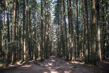 Forest landscape, trees and narrow path lit by soft sunrise light. Nature background landscape