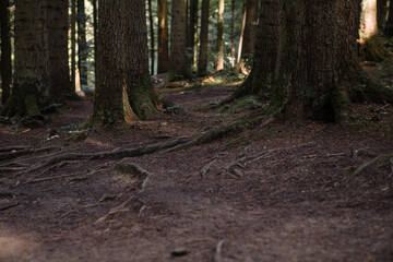 Forest landscape, trees and narrow path lit by soft sunrise light. Nature background landscape