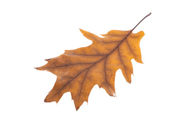 oak autumn leaves isolated