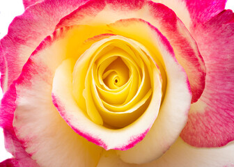 Obraz na płótnie Canvas red-yellow rose isolated