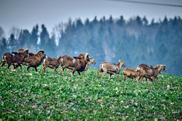 Europäische Mufflons ( Ovis gmelini musimon ).