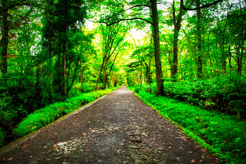 Togakushi Shrine, Okusya Headband Japan