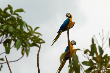 Two Blue-and-yellow Macaws (Ara ararauna) Perched on a Tree Branch, Viewed from Below