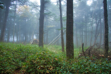 Japan Nagano Yatsugatake forest and moss and fog