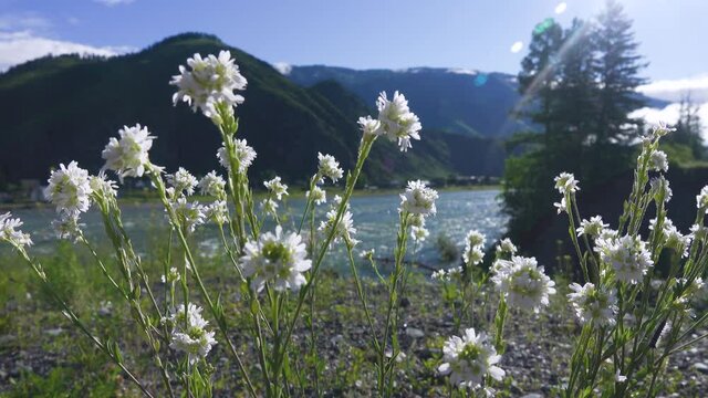 Berteroa incana on the banks of a mountain river. Plant is rich in protein, various trace elements - phosphorus, magnesium, sodium.