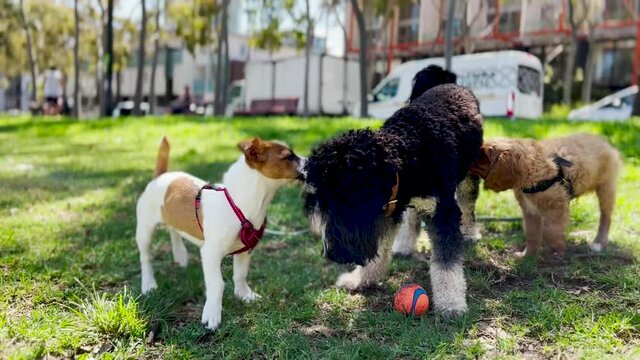 Three puppies playing in a park