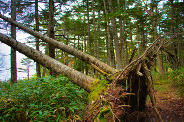 Japan Nagano Yatsugatake forest and moss and birch fallout wood