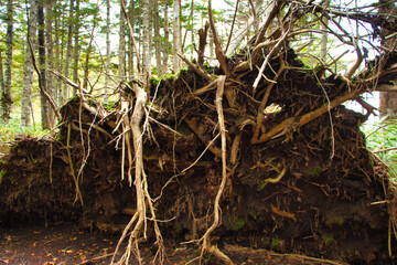 Japan Nagano Yatsugatake forest and moss and birch fallout wood