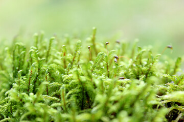 Green moss grown up cover the rough stones in the forrest. Show with macro view. Rocks full of the moss. selective focus