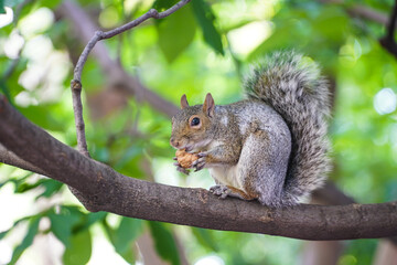 squirrel. squirrel in the tree while eating a nut.