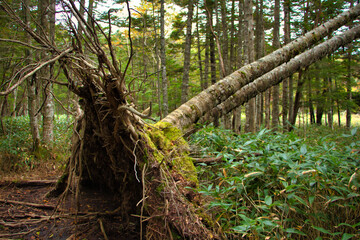 Japan Nagano Yatsugatake forest and moss