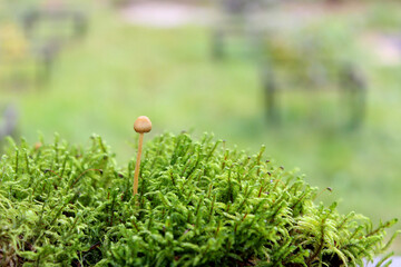 Green moss grown up cover the rough stones in the forrest. Show with macro view. Rocks full of the moss.