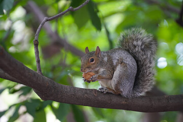 squirrel. squirrel in the tree while eating a nut.