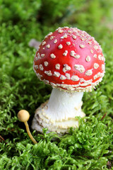 Close-up of poisonous young Fly agaric mushroom in the sunny autumn forest. selective focus
