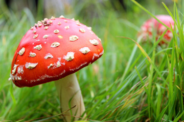Close-up of poisonous young Fly agaric mushroom in the sunny autumn forest. selective focus