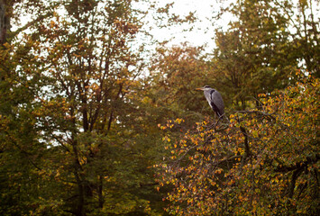 Gray heron sits on branches in the bush during autumn.