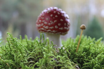 Close-up of poisonous young Fly agaric mushroom in the sunny autumn forest. selective focus