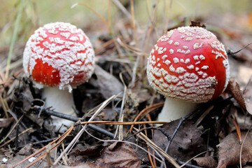 Amanita muscaria, commonly known as the fly agaric or fly amanita. Toxic and hallucinogen mushroom Fly Agaric. selective focus
