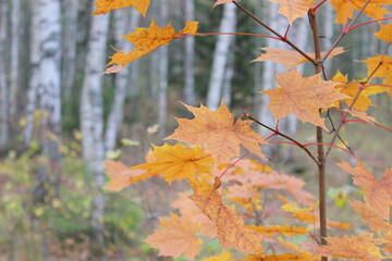background of autumn leaves. Autumn background. selective focus