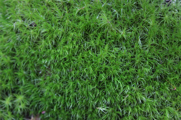 Green moss grown up cover the rough stones in the forrest. Show with macro view. Rocks full of the moss.