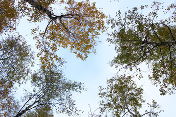 background of autumn leaves. Autumn background. selective focus