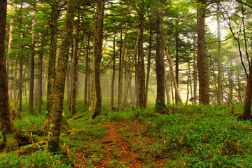 Fototapeta na wymiar Japan Nagano Yatsugatake forest and moss