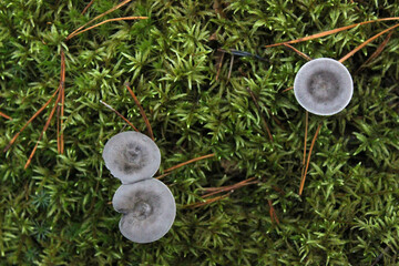 Blue hat of oyster mushrooms growing on green moss close up. selective focus