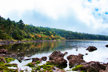 Japan Nagano Yatsugatake forest and moss and rain pesticides