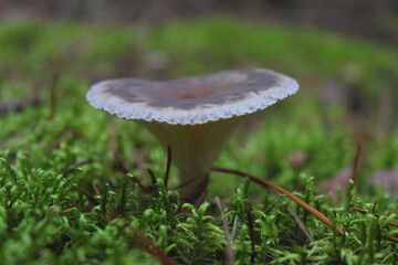 Blue hat of oyster mushrooms growing on green moss close up. selective focus