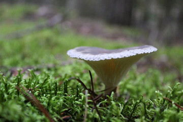 mushrooms in the forest against a background of moss. Beautiful forest view. Selective focus