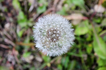 dandelion flower with ball seeds close up on nature background