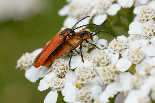 Net-winged beetle (Lygistopterus sanguineus) - mating