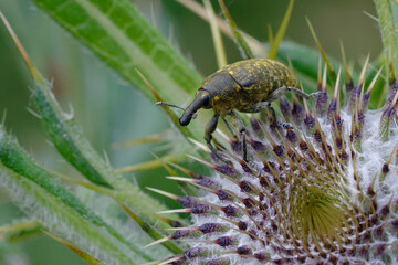 True weevil (Larinus sp.) on a flower