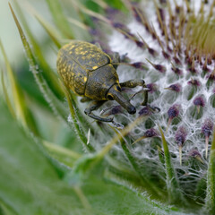 True weevil (Larinus sp.) on a flower