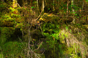 Japan Nagano Yatsugatake forest and moss