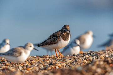 Ruddy Turnstone /Arenaria interpres) feeding by the sea