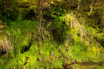 Japan Nagano Yatsugatake forest and moss