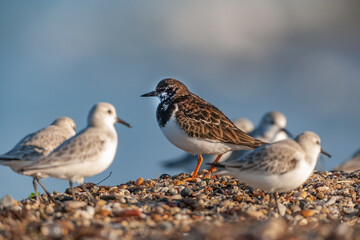 Ruddy Turnstone /Arenaria interpres) feeding by the sea