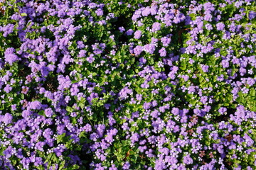 Fototapeta premium Lila Blumen, close-up, Hintergrundbild