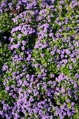 Fototapeta premium Lila Blumen, close-up, Hintergrundbild
