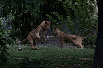 Lions fighting each other in the park