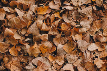 Colorful backround image of fallen autumn leaves perfect for seasonal use pattern