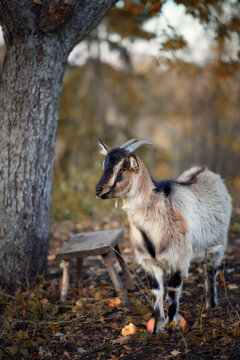 Photo of a goat in the autumn garden.