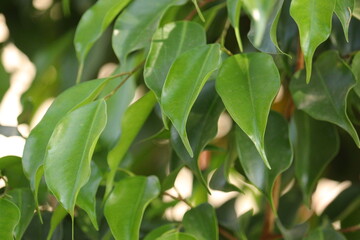  Green leaves wallpaper