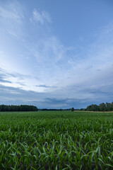 cornfield, silage. Closeup of tops of leaves of silage maize against the blue sky. Maize crop in corn field, low angle view. High quality photo