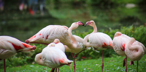 two flamingos in action