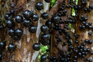 jabuticaba tree stalk loaded with fruit